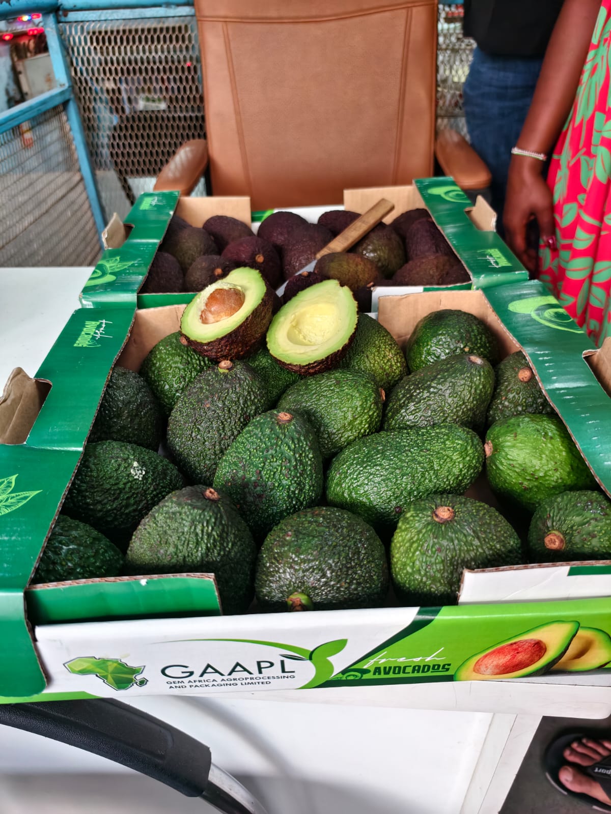 India consignment — quality avocados unpacked